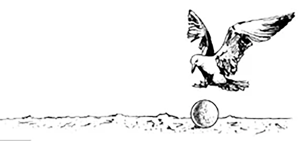 Bird drawing by Koorosh Angali