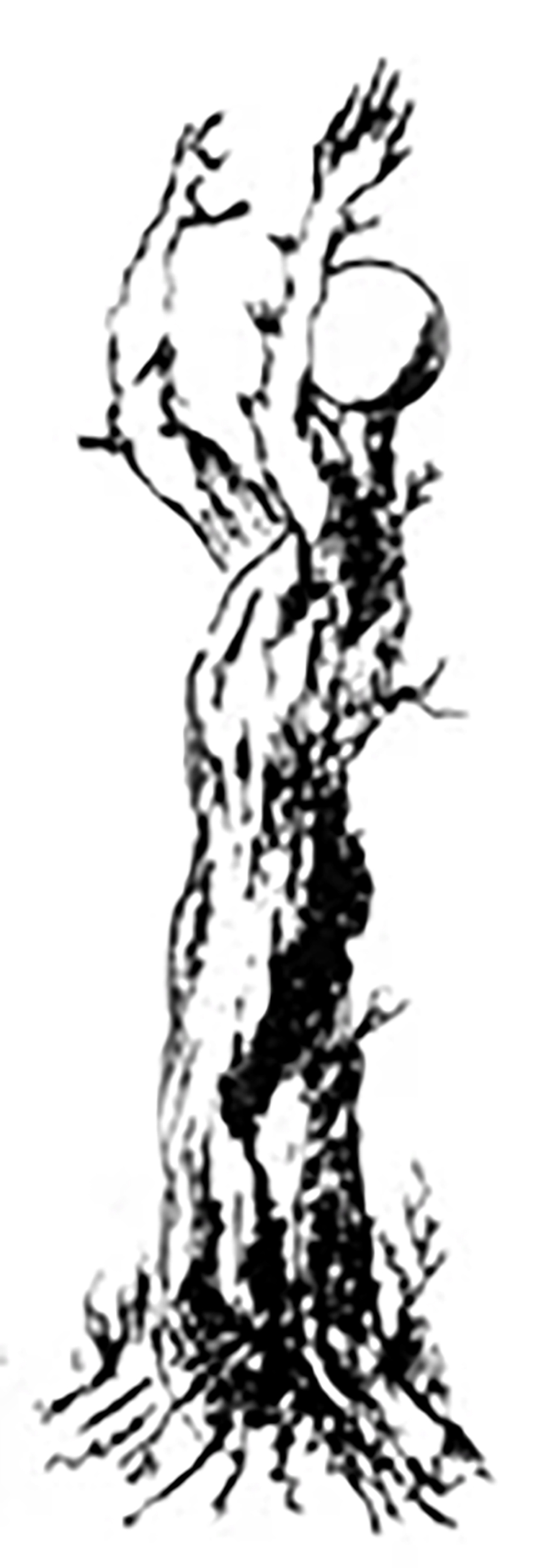 Tree drawing by Koorosh Angali