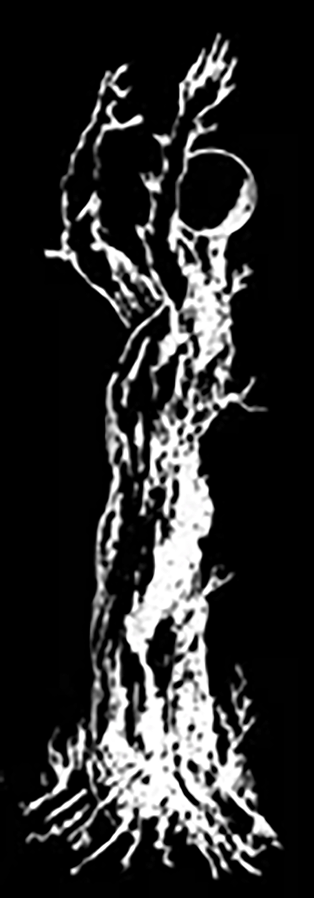 Inverted tree drawing by Koorosh Angali